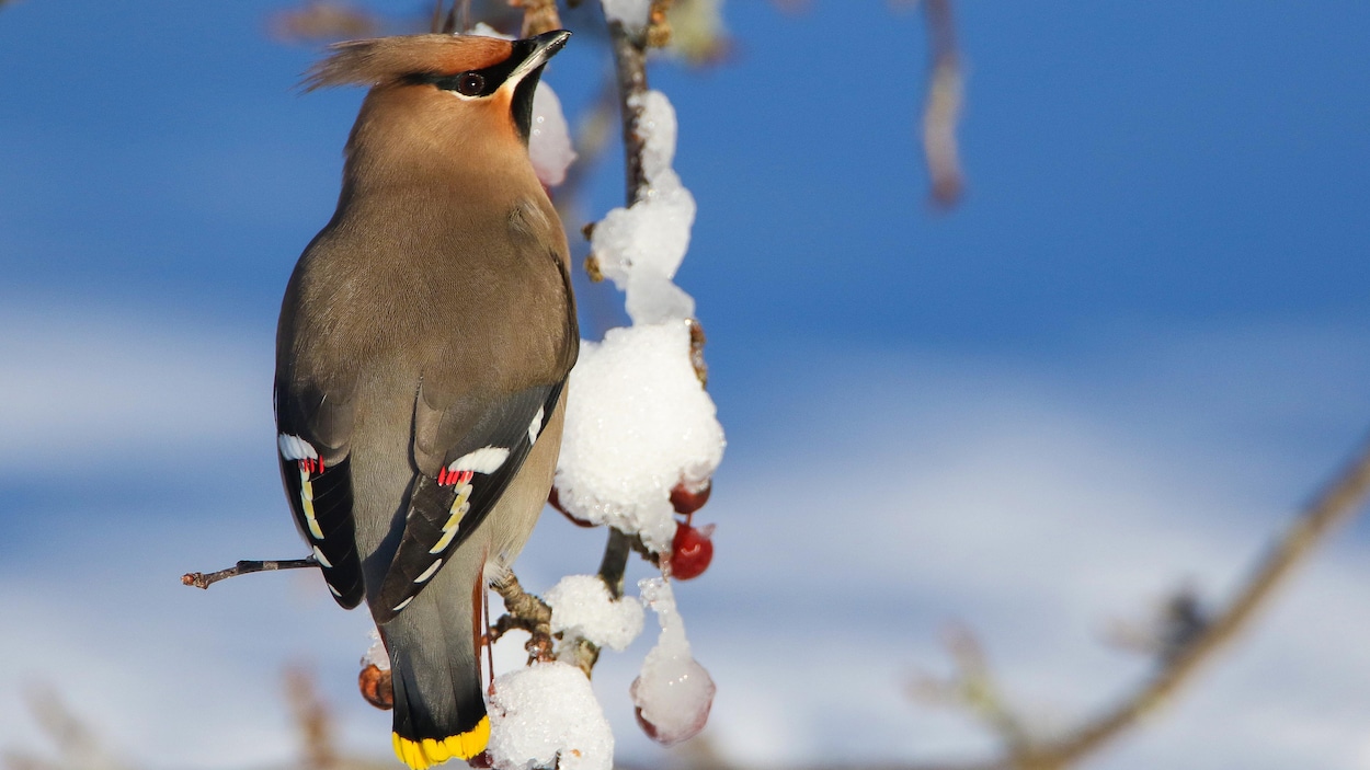 Le E Recensement Des Oiseaux De No L Bat Son Plein Radio Canada