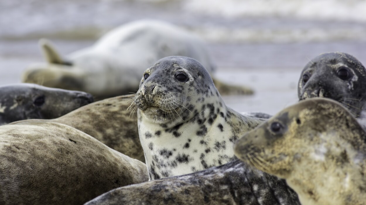 Une Deuxi Me Chasse Scientifique Au Phoque Gris Est Lanc E Sur L Le