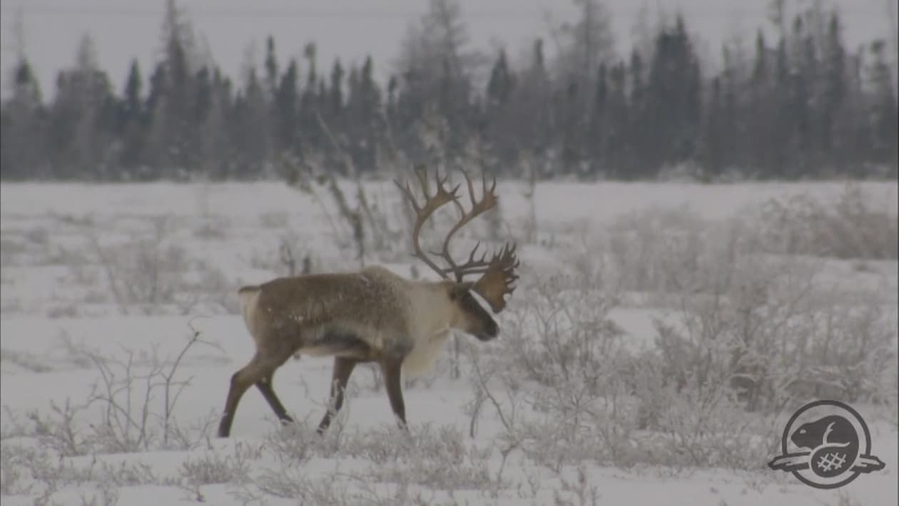 Les Caribous Du Nunavik En D Clin La Semaine Verte