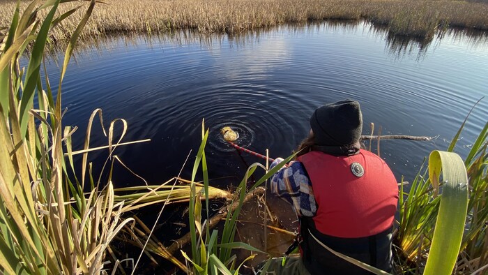 La Tortue Mouchet E En Voie De Sinstaller En Abitibi T Miscamingue