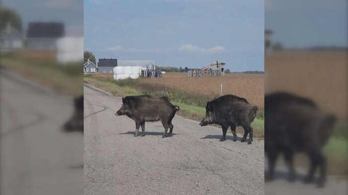 Un Des Deux Sangliers En Cavale En Mauricie A T Retrouv Radio Canada