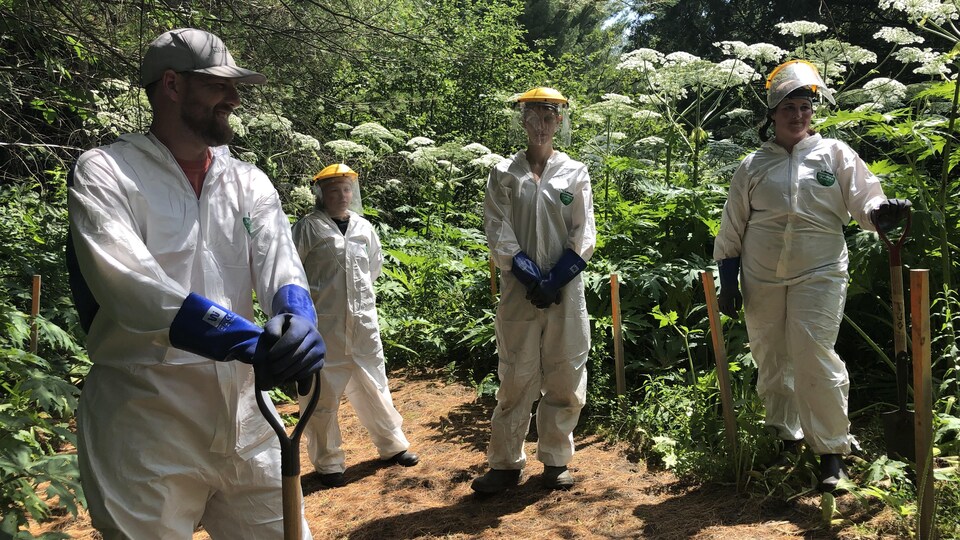 La Lutte Contre La Berce Du Caucase Nest Pas Termin E Dans Le Val