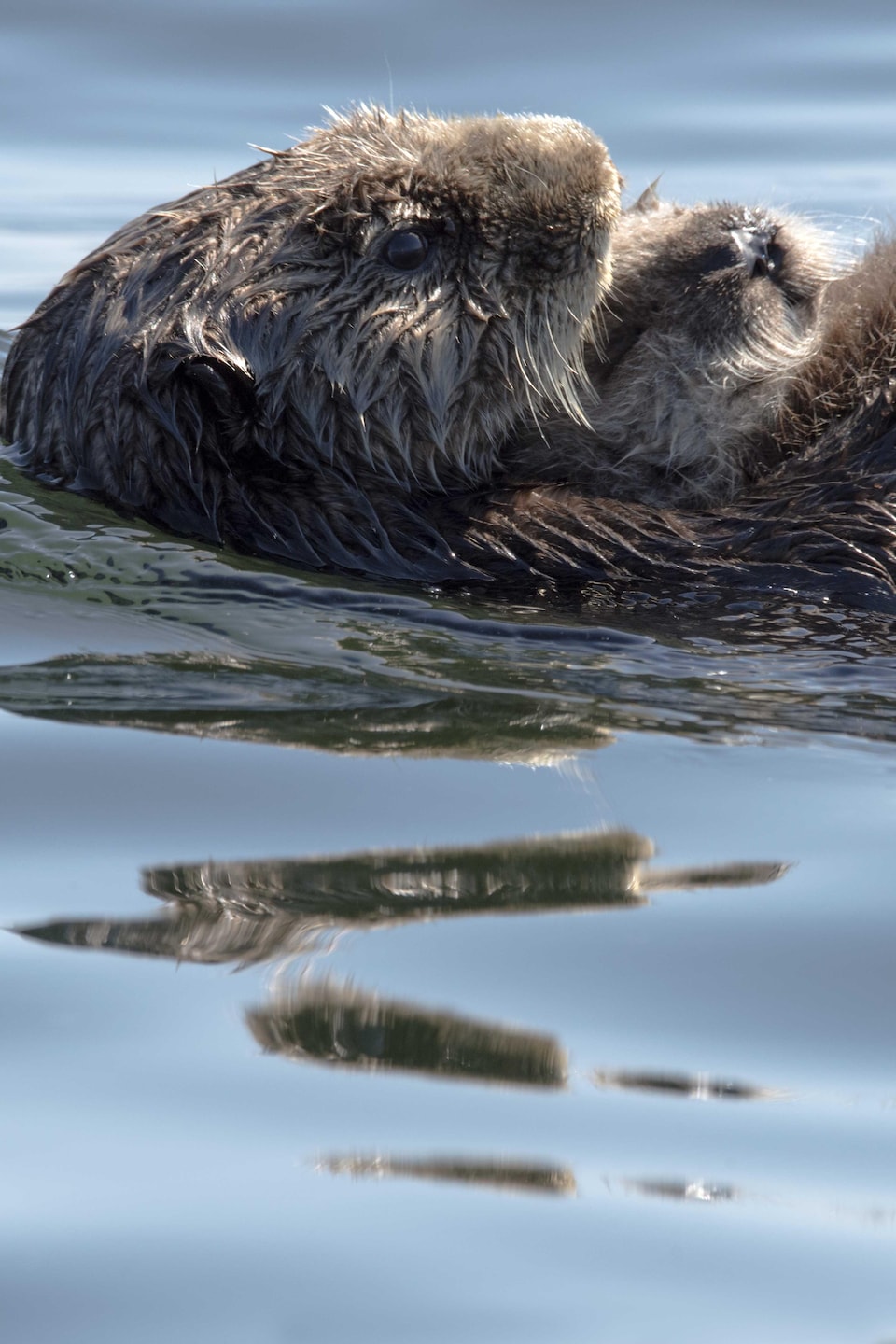 Le retour trop réussi de la loutre de mer Radio Canada ca