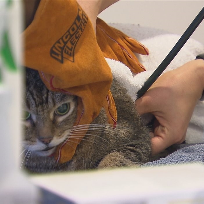 Euthanasier ou pas un animal en santé, le dilemme du vétérinaire