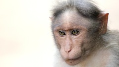 Le statut social se répercute sur le système immunitaire