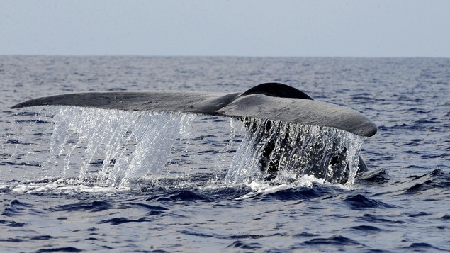 Une baleine bleue