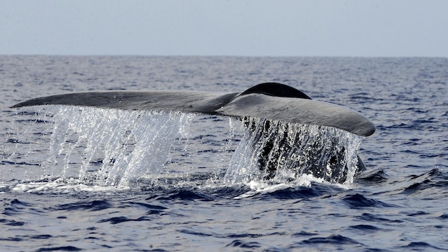 Une baleine bleue