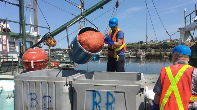 Pêcheurs sur le quai de Caraquet, au Nouveau-Brunswick