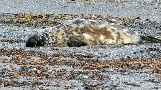 Un phoque à capuchon aperçu en novembre 2016 à l'embouchure de la rivière York. Selon le site Baleines en direct, il s'agit d'un visiteur rare dans la région. 