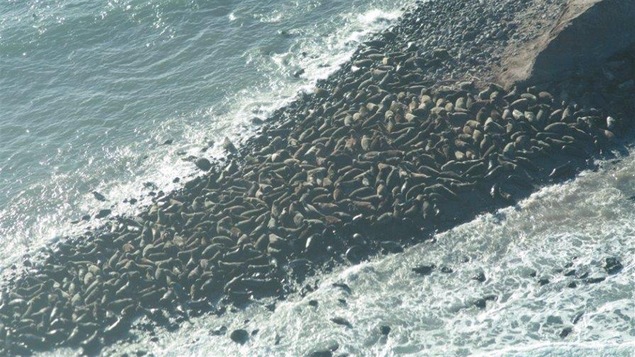 Très nombreux phoques gris sur une pointe de l'Ile-Brion en 2014