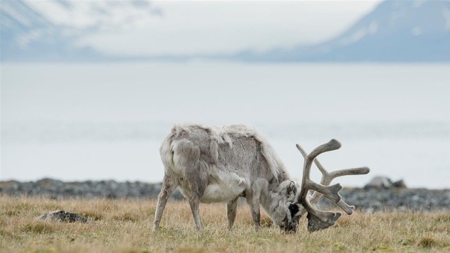 Un renne sur l'archipel de Svalbard, en Norvège Un renne sur l'archipel de Svalbard, en Norvège