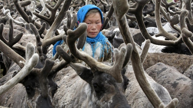 Une femme se tient parmi des rennes sur la péninsule de Yamal, au nord du cercle polaire. Une femme se tient parmi des rennes sur la péninsule de Yamal, au nord du cercle polaire.