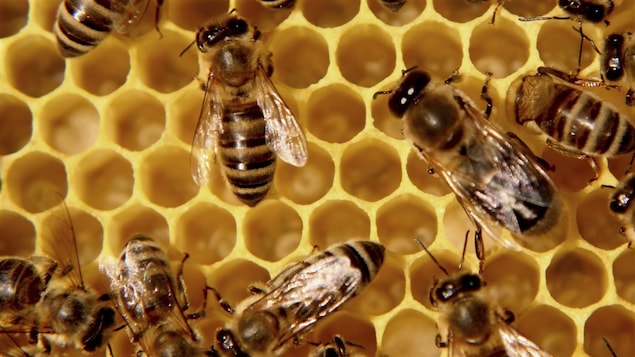 Les abeilles sont menacées par l'utilisation de néonicotinoïdes 