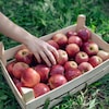 Une main prenant une pomme dans un panier.