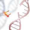Un segment d'ADN se fait remplacer à l'aide d'un ciseau moléculaire.