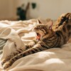 Un chat qui bâille sur un lit beige. 