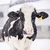 Une vache dehors sous la neige. 