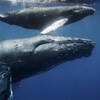 Une baleine et son petit dans l'océan.