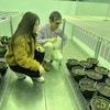 Le chercher Guillermo Hernandez et la stagiaire Camila Quiroz observe des plants d'épinards plantés sous des panneaux solaires dans un laboratoire de l'Université de l'Alberta à Edmonton, dans une photo non datée.