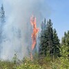 Un arbre brûle au milieu d'une forêt en Alberta en mai 2023.