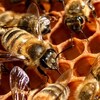 Des abeilles dans une ruche. 