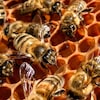 Les abeilles ouvrières dans leur ruche par temps ensoleillé.