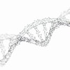 Un modèle de la structure à double hélice de l'ADN humain.