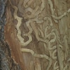 Un arbre est mangé de l'intérieur. 