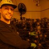 Un homme coupe un plan de cannabis dans une usine.