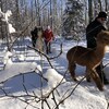 Des personnes guident des alpagas en laisse en forêt l'hiver.
