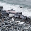 Trois dauphins échoués sur le rivage.