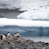 Des manchots sur les roches en Antarctique. 