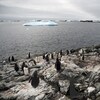 Des dizaines de pingouins sur le bord de l'océan Antarctique.