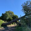 Un arbre tombé à Pointe-du-Chêne dans le sud-est du Nouveau-Brunswick. 