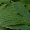 Des feuilles de l'ashitaba, une plante japonaise aux effets anti-vieillissement.