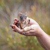 Une bettongie à queue touffue bébé dans la main d'un chercheur.