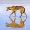 Un dingo sur une plage.