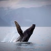 Une baleine à bosse dont la tête et les nageoires sont hors de l'eau.