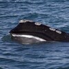 Elle émerge des eaux de la baie de Cape Cod.