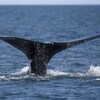 Une baleine noire de l'Atlantique Nord.