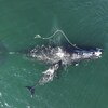 Sur une photo aérienne, on voit une baleine adulte traînant un grand cordage de pêche enroulé autour de sa tête. Un bébé baleine est à côté d'elle.