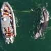 Un bateau tente de libérer une baleine à bosse prisonnière d'une corde. 