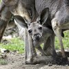 Un bébé kangorou en captivité.