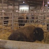 Des bisons à la foire agricole Agribition de Regina, en Saskatchewan, le 29 novembre 2022.
