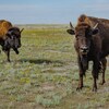Des bisons au Parc national de Grasslands.