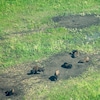 Des bisons couchés sur le sol vus du ciel.