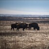 Un troupeau de bisons se promène dans la nature. 