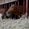Un boeuf mange du foin.
