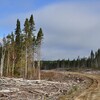 Billes de bois le long du chemin forestier de la pourvoirie Waban-aki.