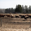 Des bovins près de Pigeon Lake, en Alberta.